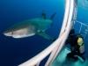 Shark Cage Diving